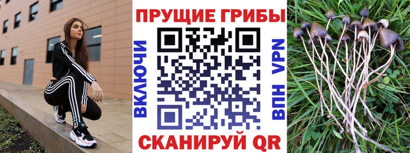 сколько стоит  Томари  Псилоцибиновые грибы MAGIC MUSHROOMS 
